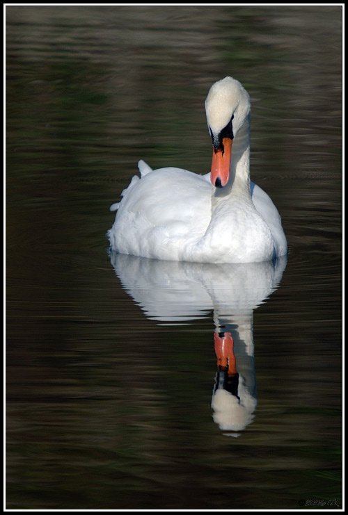 Cigno reale - Cygnus olor