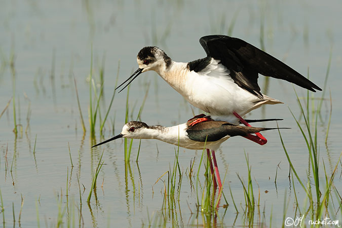 Échasse blanche - Himantopus himantopus