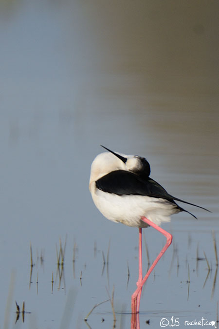 Échasse blanche - Himantopus himantopus