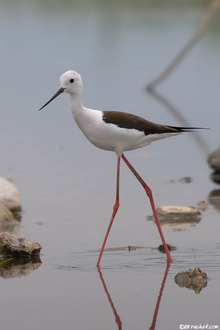 Échasse blanche - Himantopus himantopus