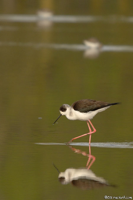 Échasse blanche - Himantopus himantopus