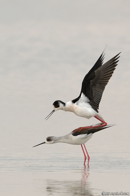 Échasse blanche - Himantopus himantopus