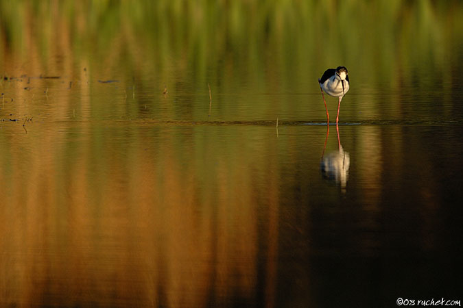 Échasse blanche - Himantopus himantopus