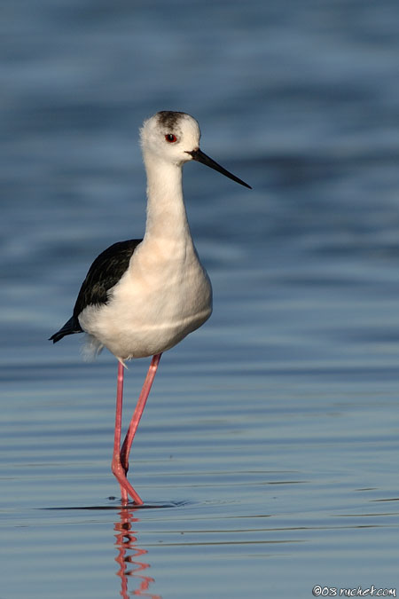 Échasse blanche - Himantopus himantopus