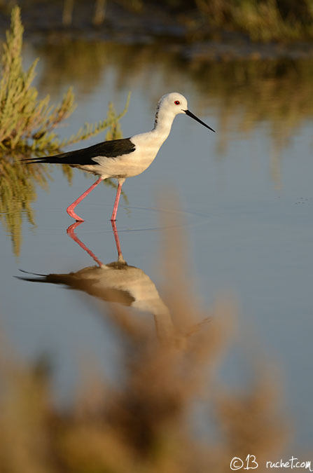 Échasse blanche - Himantopus himantopus