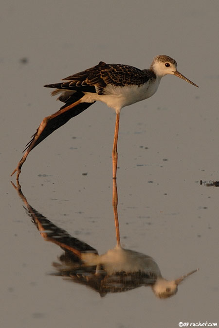 Échasse blanche - Himantopus himantopus