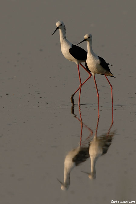 Échasse blanche - Himantopus himantopus