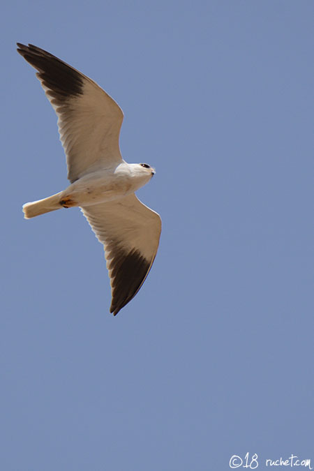 Black-winged Kite - Elanus caeruleus