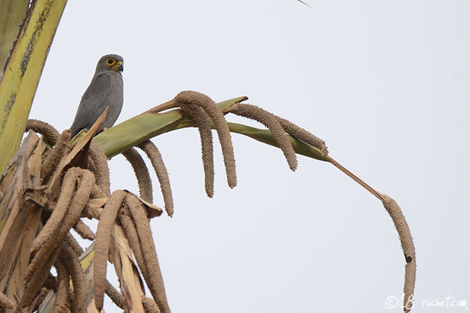 Gheppio grigio - Falco ardosiaceus