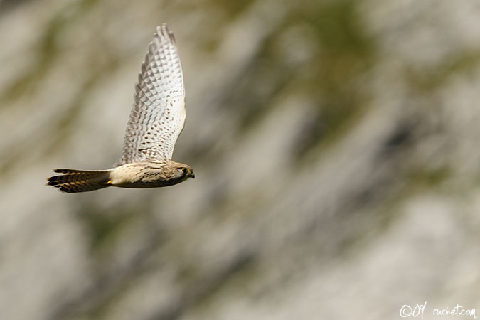 Eurasian kestrel - Falco tinnunculus