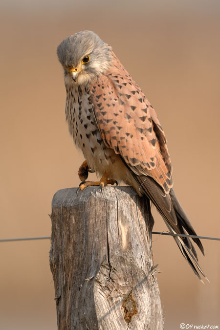 Eurasian kestrel - Falco tinnunculus