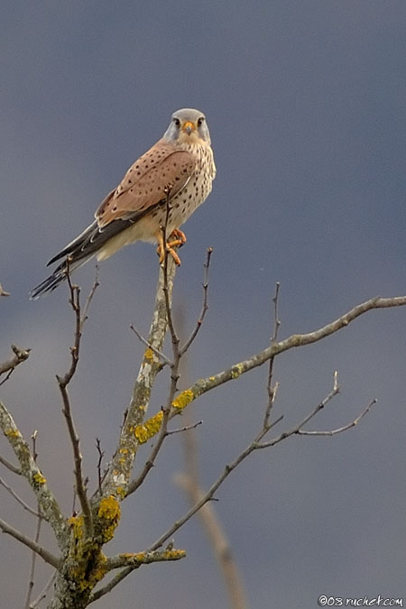 Eurasian kestrel - Falco tinnunculus