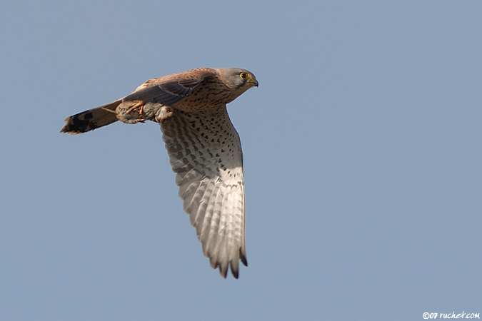 Eurasian kestrel - Falco tinnunculus