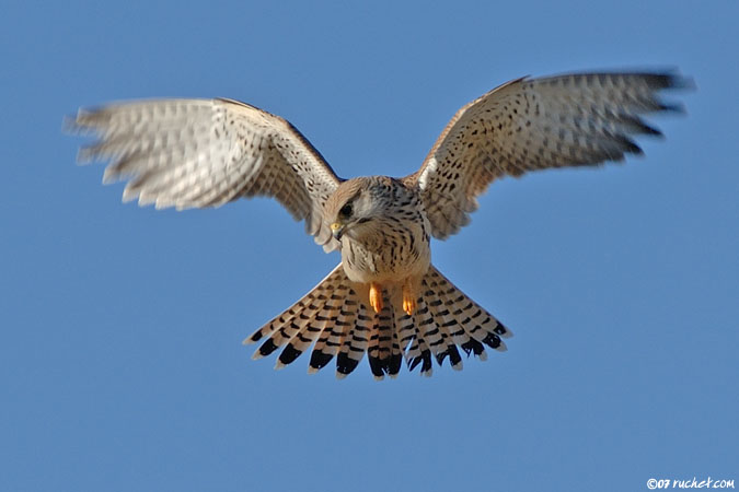 Eurasian kestrel - Falco tinnunculus