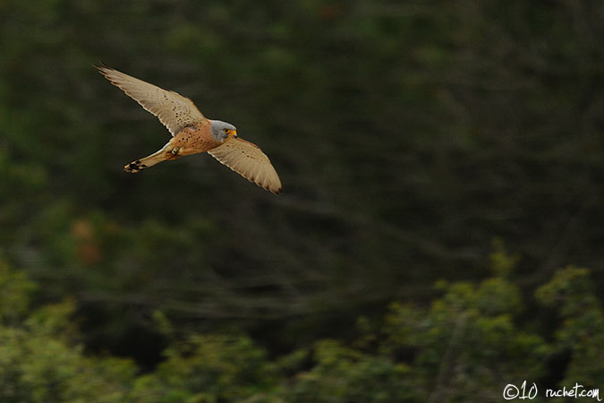 Faucon crécerellette - Falco naumanni