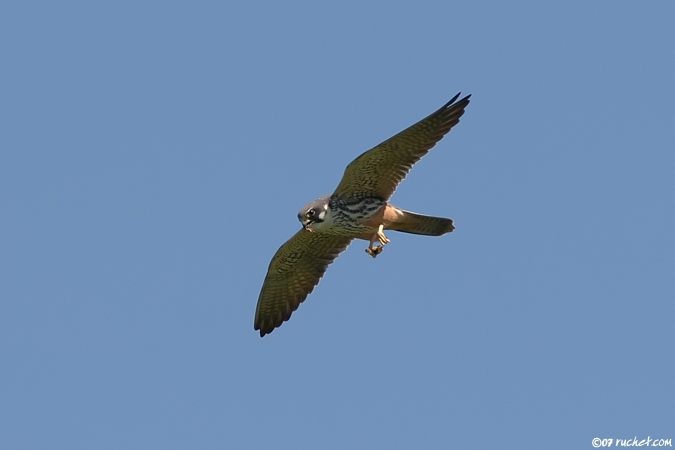 Faucon hobereau - Falco subbuteo