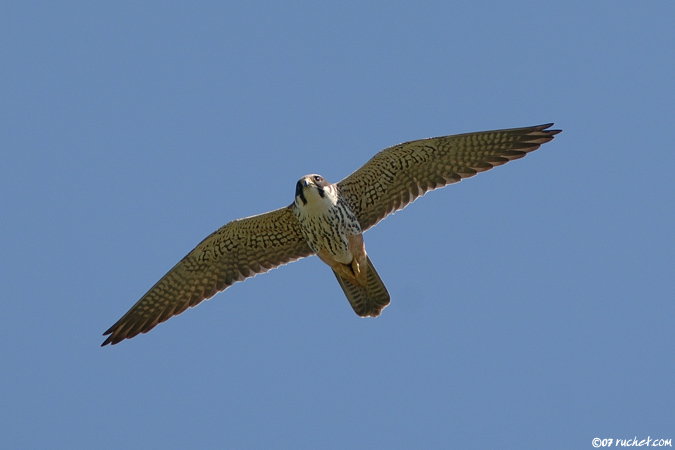 Faucon hobereau - Falco subbuteo