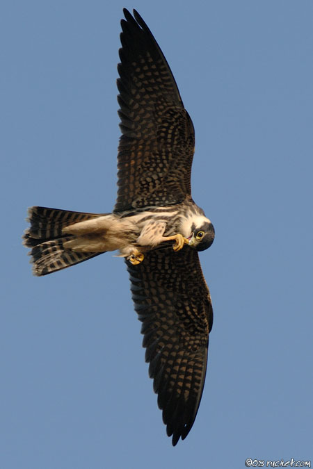 Lodolaio - Falco subbuteo