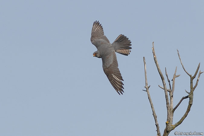 Rotfussfalke - Falco vespertinus