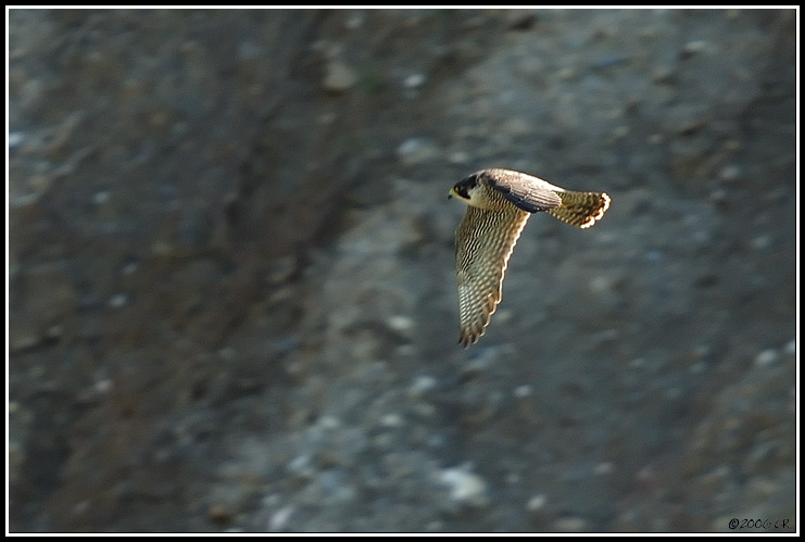 Peregrine falcon - Falco peregrinus