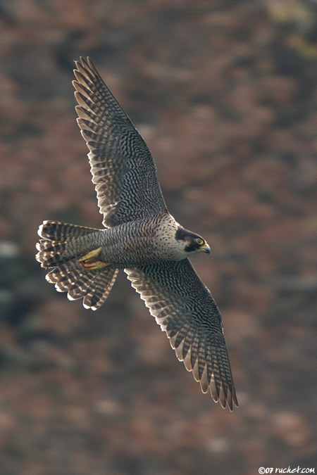 Wanderfalke - Falco peregrinus