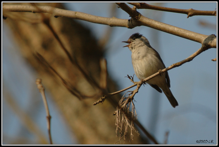 Capinera - Sylvia atricapilla