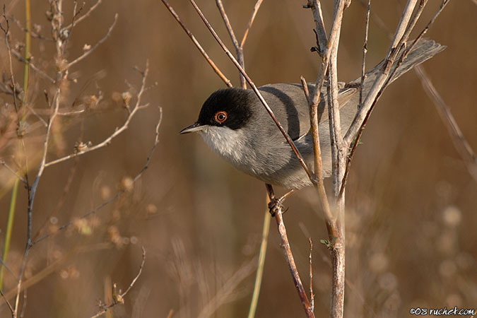 Sardinian Warbler - Sylvia melanocephala