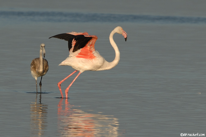 Flamingo - Phoenicopterus ruber