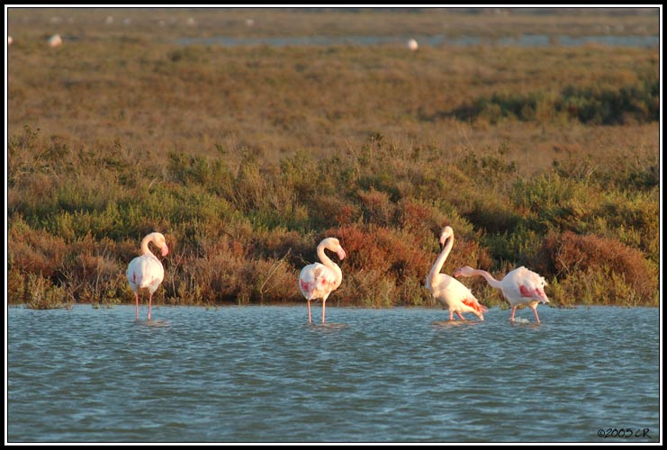 Flamingo - Phoenicopterus ruber