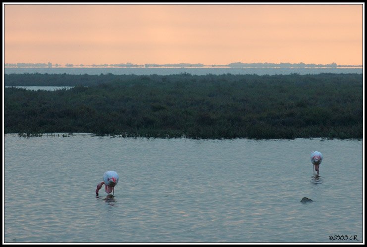 Flamingo - Phoenicopterus ruber