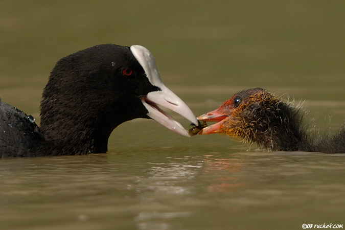 Bläßhuhn - Fulica atra