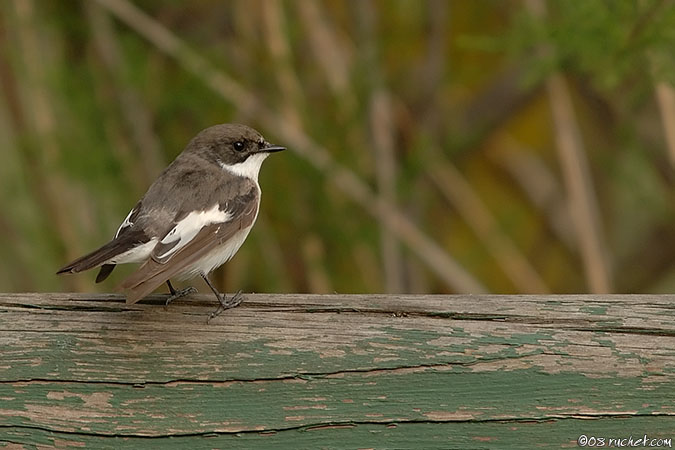 Balia nera - Ficedula hypoleuca