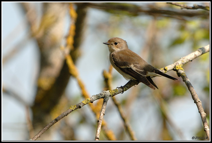 Balia nera - Ficedula hypoleuca