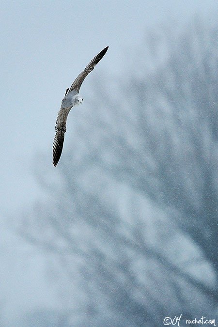 Sturmmöwe - Larus canus