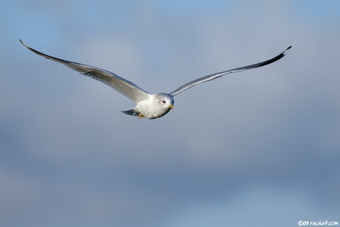 Sturmmöwe - Larus canus