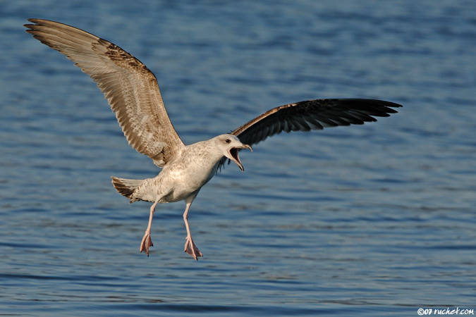 Caspian gull - Larus cachinnans