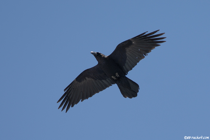 Northern Raven - Corvus corax