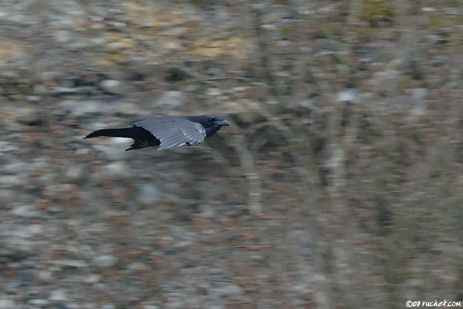 Corvo imperiale - Corvus corax