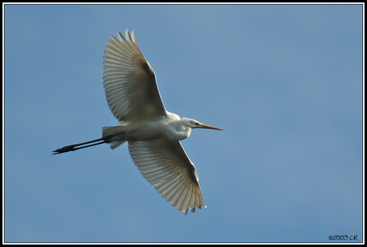 Airone bianco maggiore - Egretta alba