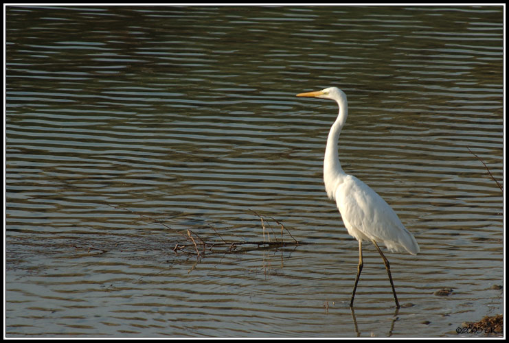 Grande aigrette - Egretta alba