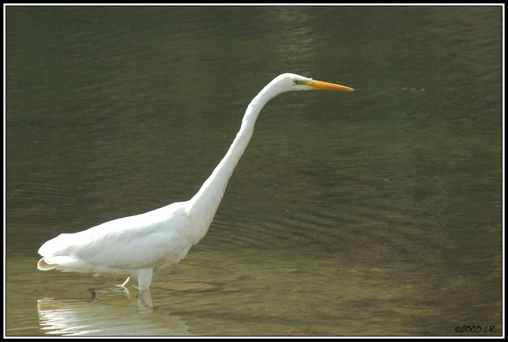 Grande aigrette - Egretta alba