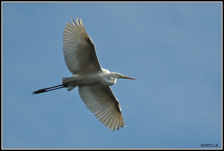 Grande aigrette - Egretta alba