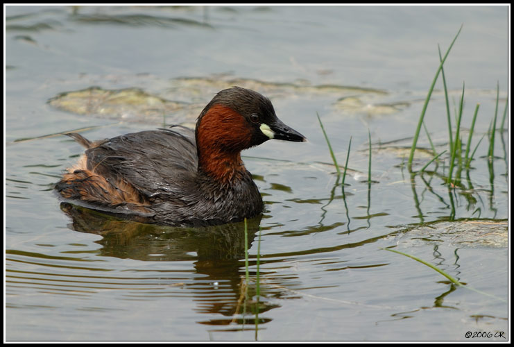 Little grebe - Tachybaptus ruficollis