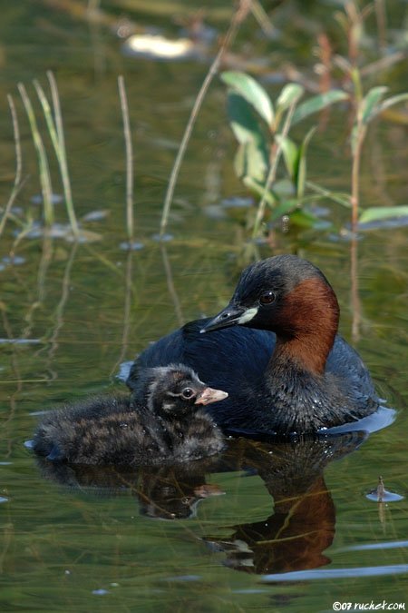 Little grebe - Tachybaptus ruficollis