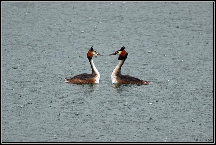 Svasso maggiore - Podiceps cristatus