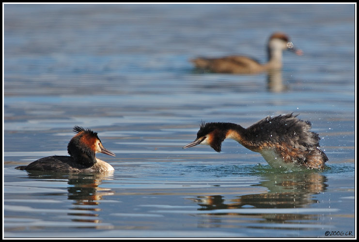 Svasso maggiore - Podiceps cristatus