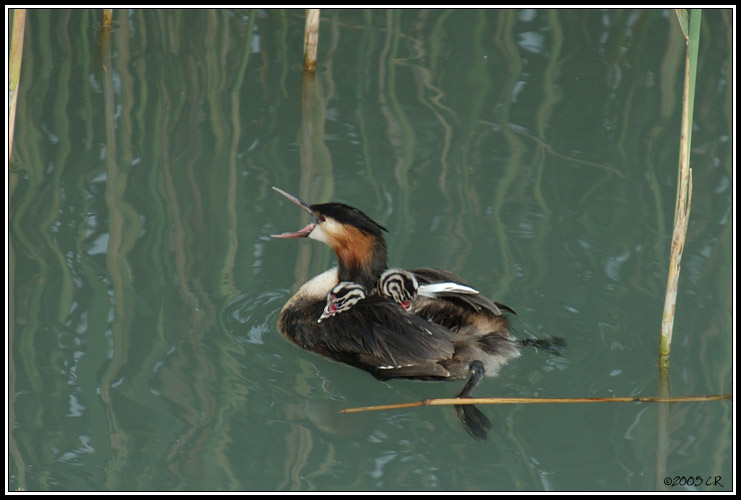 Svasso maggiore - Podiceps cristatus