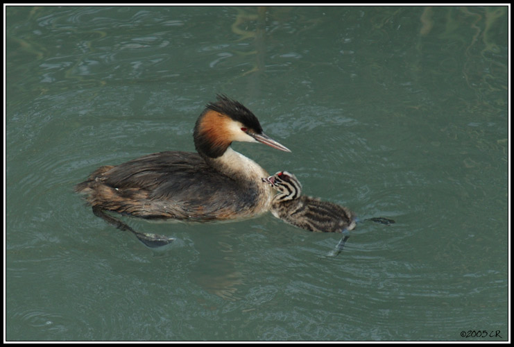 Svasso maggiore - Podiceps cristatus