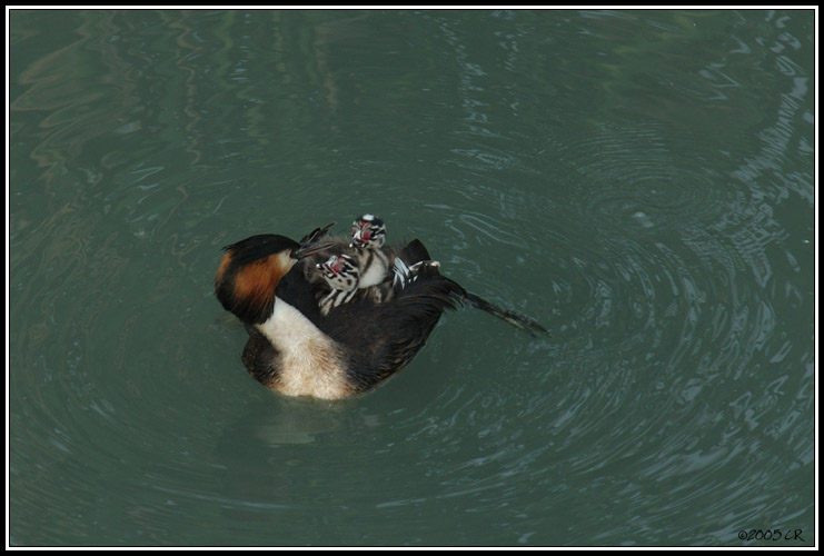 Svasso maggiore - Podiceps cristatus