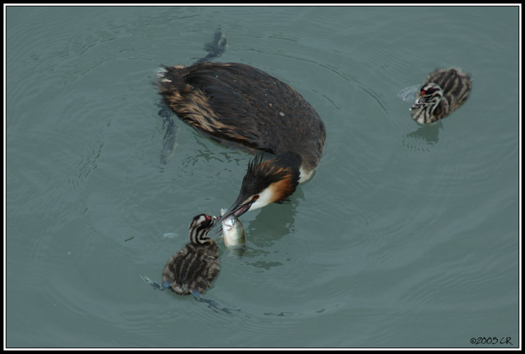 Svasso maggiore - Podiceps cristatus